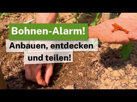 Welttag der Hülsenfrüchte! Werde Bohnen-Forscher! 🌱🔬 Das Projekt "INCREASE"