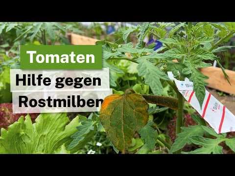 Tomaten-Killer Rostmilbe: Das verwechselte Schadbild & die Bio-Rettung! 🍅