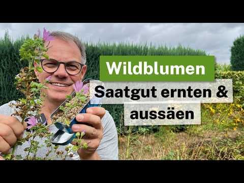 Wildblumen-Saatgut ERNTEN & im Herbst aussäen! 🌸🐝 (Anleitung & Profi-Tricks)