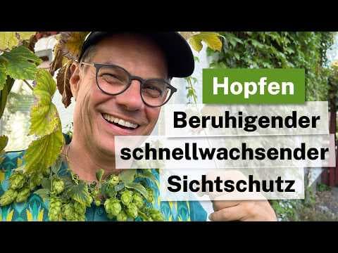 30 cm Wachstum PRO TAG?! 🚀 Die schnellste Kletterpflanze für deinen Garten! (Hopfen-Portrait)
