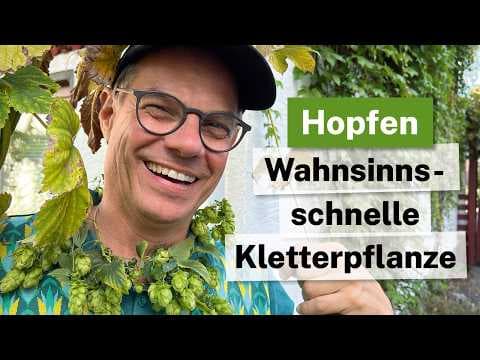 30 cm Wachstum PRO TAG?! 🚀 Die schnellste Kletterpflanze für deinen Garten! (Hopfen-Portrait)