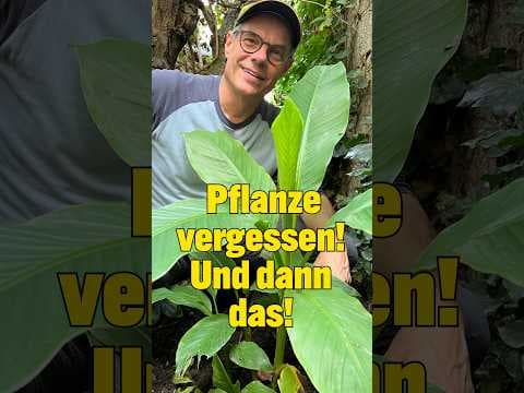 Winterharte Banane im Garten VERGESSEN... und DANN das?! 🍌🌿 (Überraschung im Schattenbeet) - GWTG