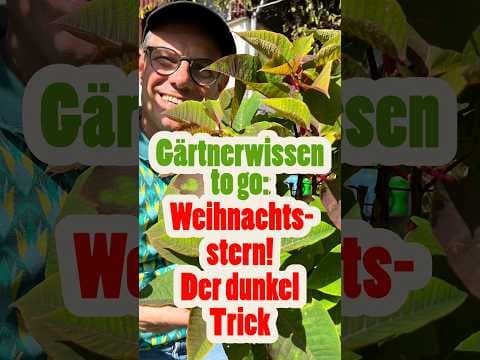 Weihnachtsstern MEHRJÄHRIG pflegen: So wird er wieder rot! 🔴✨