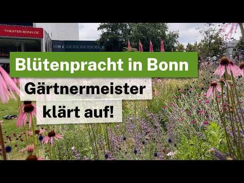 Blütenpracht im Präriebeet - Bonner Gärtnermeister im Gespräch! Gärtnern im Klimawandel!