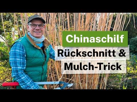 Chinaschilf (Miscanthus) schneiden & als Mulch nutzen! 🌾♻️