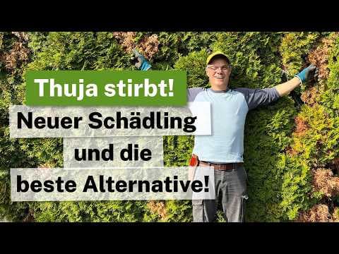 Thuja stirbt ab? 🚨 Der NEUE Schädling & die beste Alternative! 🌲 (Borkenkäfer & Eibe)