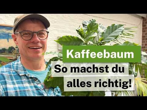 Kaffeebaum (Coffea arabica) als Zimmerpflanze: Richtig umtopfen & Sonnenbrand vermeiden! Alle Tipps!