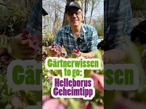 Helleborus-Geheimtipp: Warum du jetzt alle Blätter abschneiden solltest! ✂️🌸