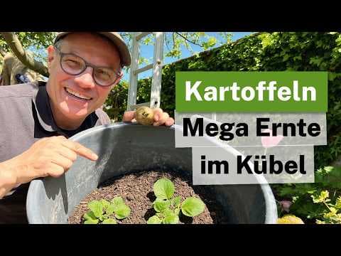Kartoffel-Ernte vom Balkon: So einfach geht Kübel-Gärtnern! 🥔