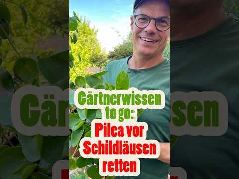 Pilea (Bauchnabelpflanze)gerettet! Klebrige Blätter & Schildläuse erfolgreich bekämpfen- Pflanzendoc
