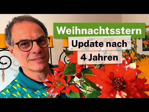 4 Jahre alter Weihnachtsstern: So bringst du ihn jedes Jahr zum Blühen!