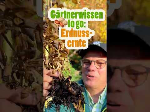 Die erste Erdnussernte - Gärtnerwissen to go! Peanuts growing in Germany!!