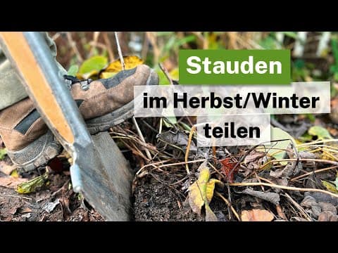 Stauden im Herbst/Winter teilen - So gelingt das Umpflanzen