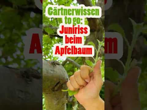 Juniriss! Wassertriebe im Sommer am Apfelbaum richtig entfernen 🍎- Gärtnerwissen to go!