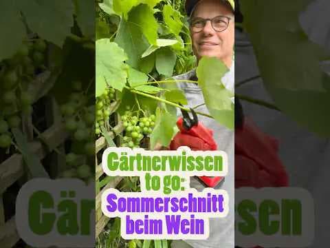 Wein richtig schneiden im Sommer: Die 3 goldenen Regeln für süße Trauben! 🍇☀️ Gärtnerwissen to go!