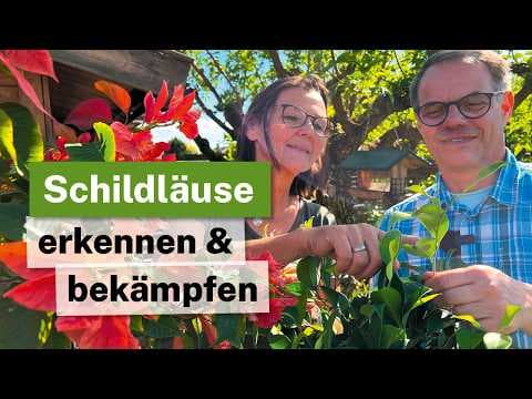 Hilfe, meine Pflanze klebt! Schildläuse erkennen & bekämpfen 🪴🐜