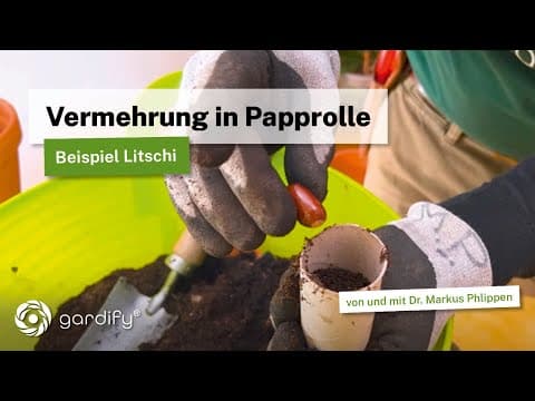 Litschi - Baum selber ziehen | Pflanzen mit Pfahlwurzel vermehren | Tipps mit Toilettenpapierrollen
