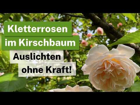 Kletterrose im Kirschbaum auslichten: Der Sommer-Schnitt mit der Akkuschere🌹🌳