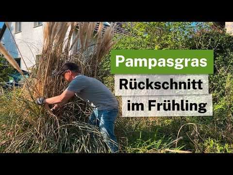 Pampasgras im Frühling zurückschneiden. Alte Wedel und gelbe Blätter entfernen.