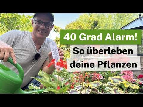 40 Grad im Garten! 🌋 Die ultimativen Last-Minute-Rettungstipps für eure Pflanzen! 🌡️🍂