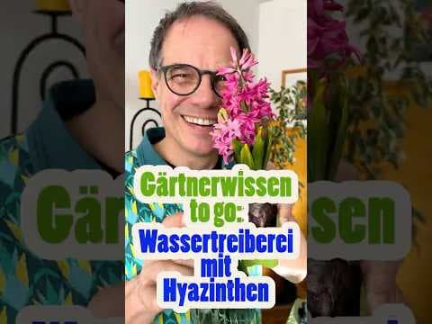 Hyazinthen-Trick im Glas: Blühende Wunder ohne Erde! 🌸🏺Gärtnerwissen to go: Wassertreiberei