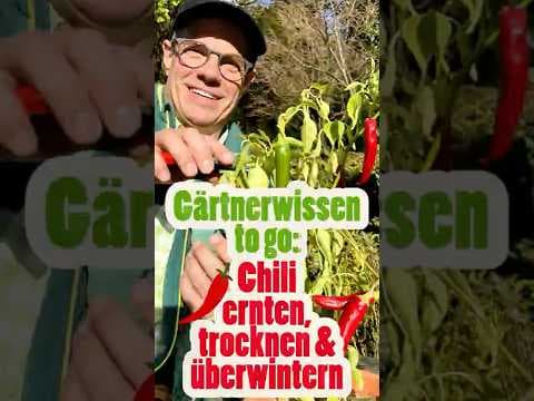 Chili-Ernte & Überwinterung: So trocknest du deine Schoten richtig! Gärtnerwissen to go!