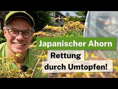 Japanischen Ahorn unbedingt umtopfen: Der Rettungs-Schnitt bei Wurzelfilz! 🍁🪴