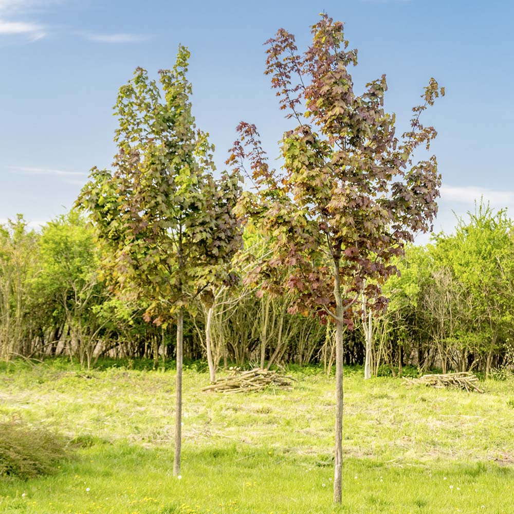 Sichtschutz-Weidenbaum Laubbaum, natur