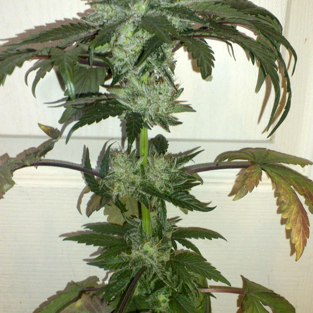 Medizinisches Cannabis: Anbau & Pflege von Hanfpflanzen »