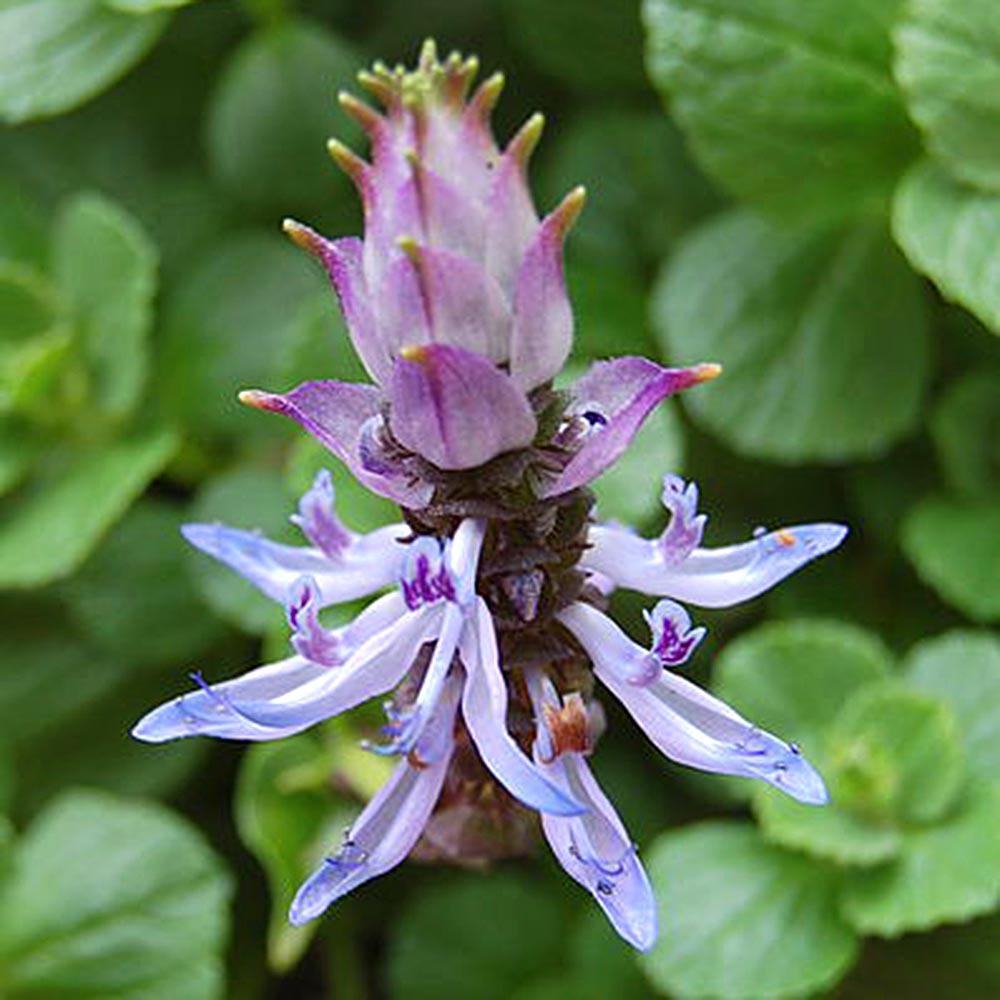 Katzenschreck Katzenabwehr Verpiss-Dich Pflanzen blaue Blüten Kot